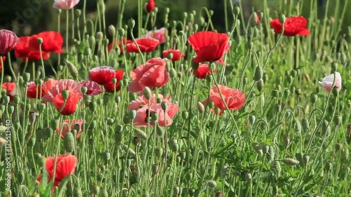 Meadow with beautiful bright red poppy flowers in spring