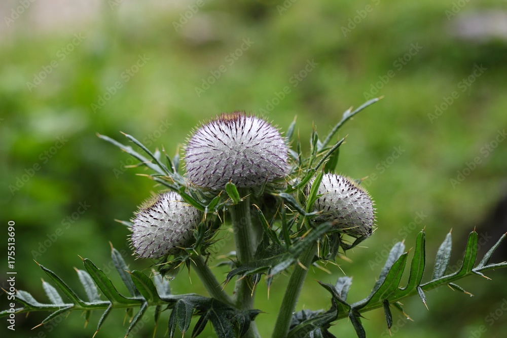 Woolly thistle (Cirsium eriophorum) Woolly thistle (Cirsium eriophorum)