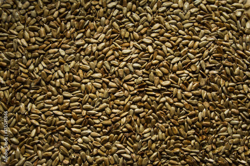 Fotografie a lot of sunflower seeds background.