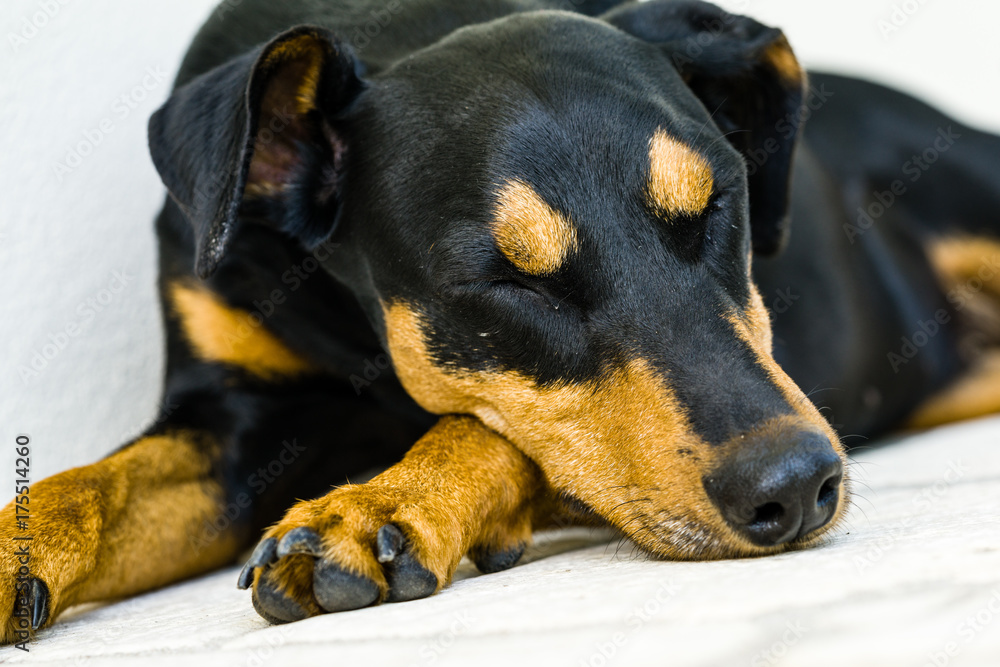 Fototapeta premium Pinscher