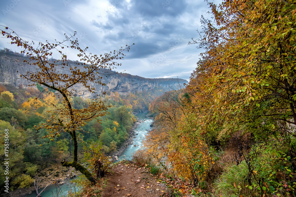 Scenic landscape of forest in fall and lonely tree Scenic landscape of forest in fall and lonely tree