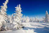 Winter landscape. Trees ate in the snow and frost. Blue sky, mountains.