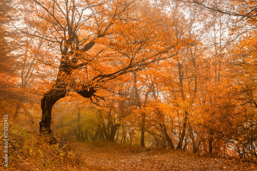 Scenic landscape of forest in fall and lonely tree