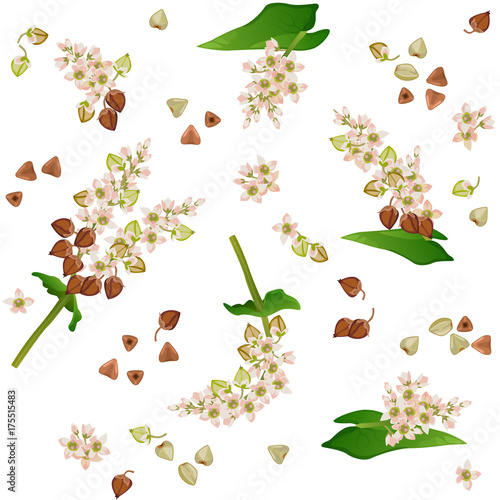 Seamless pattern with buckwheat branches, flowers and grains / Some buckwheat branches with flowers and seeds, grains and leaves
