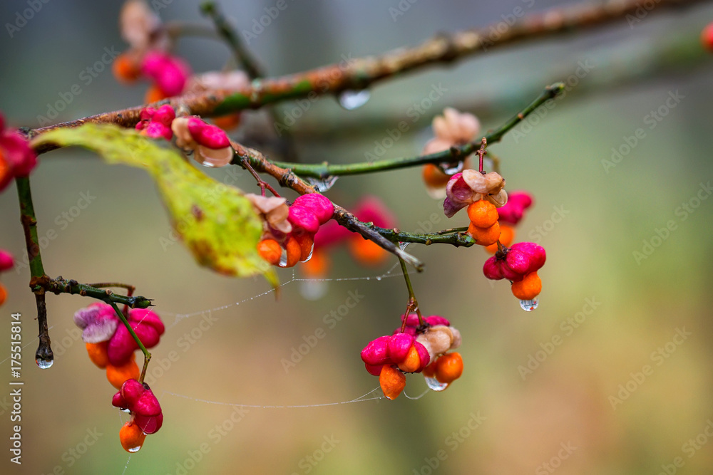 European spindle flower or Euonymus europaeus European spindle flower or Euonymus europaeus