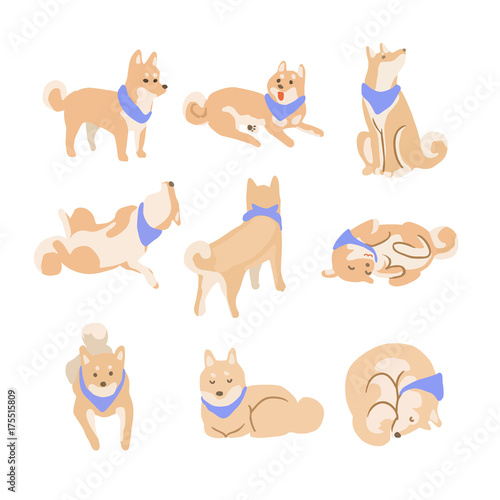 Dog Shiba Inu Variations Act Vector Illustraion.
