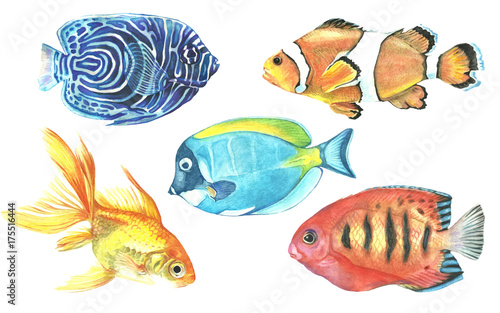 Watercolor collection of tropical fish. Aquarium inhabitants.