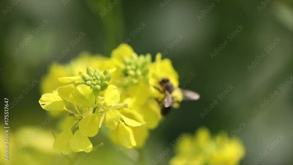 Bee collects nectar from mustard rapeseed flower slow motion. Bee collects nectar from mustard rapeseed flower slow motion.