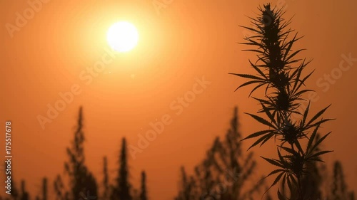 Mid shot of cannabis at the sunset background.