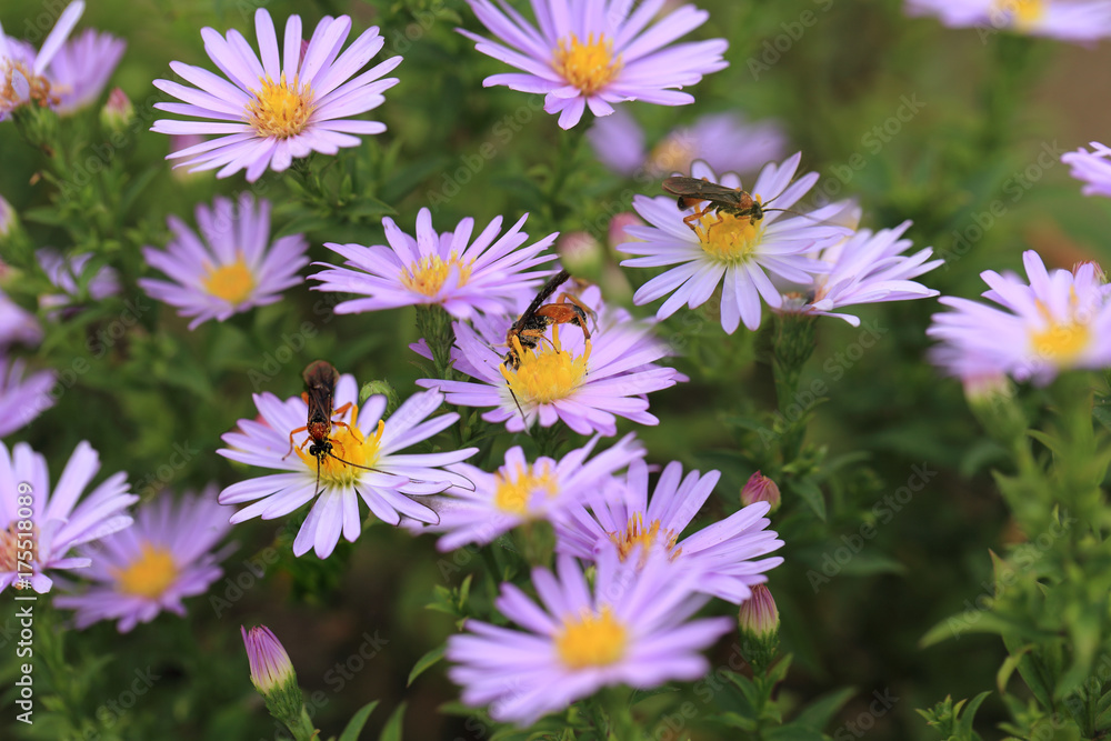Fototapeta premium Two moth sitting on purple flowers....