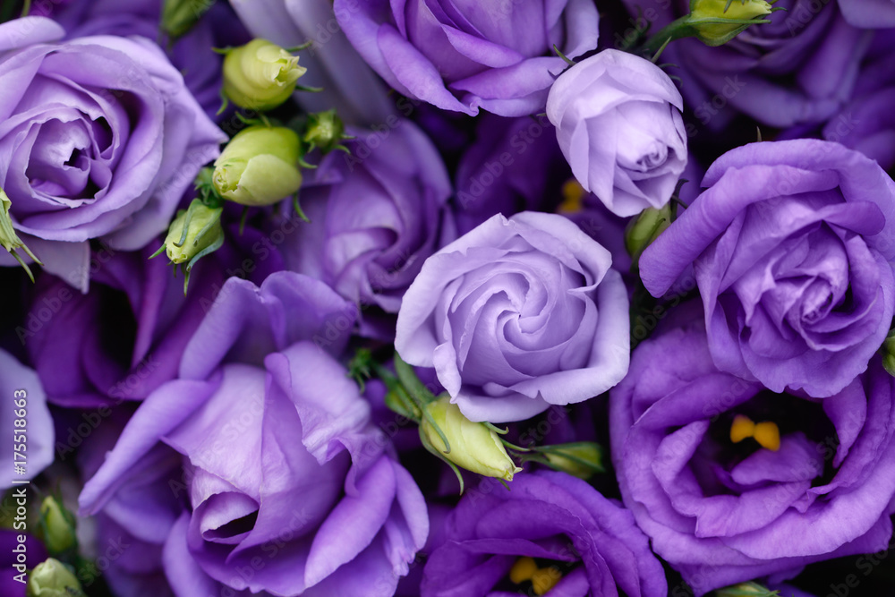 Beautiful purple roses background Beautiful purple roses background
