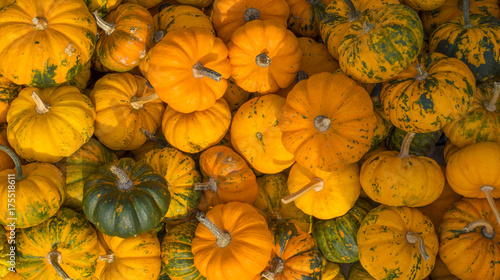 Pumpkins on the hill