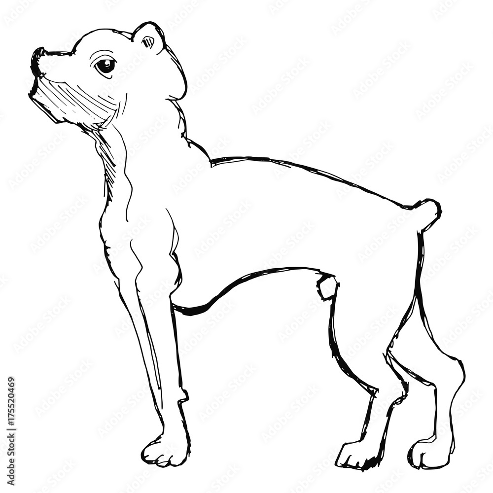 Fototapeta premium sketch of boxer dog