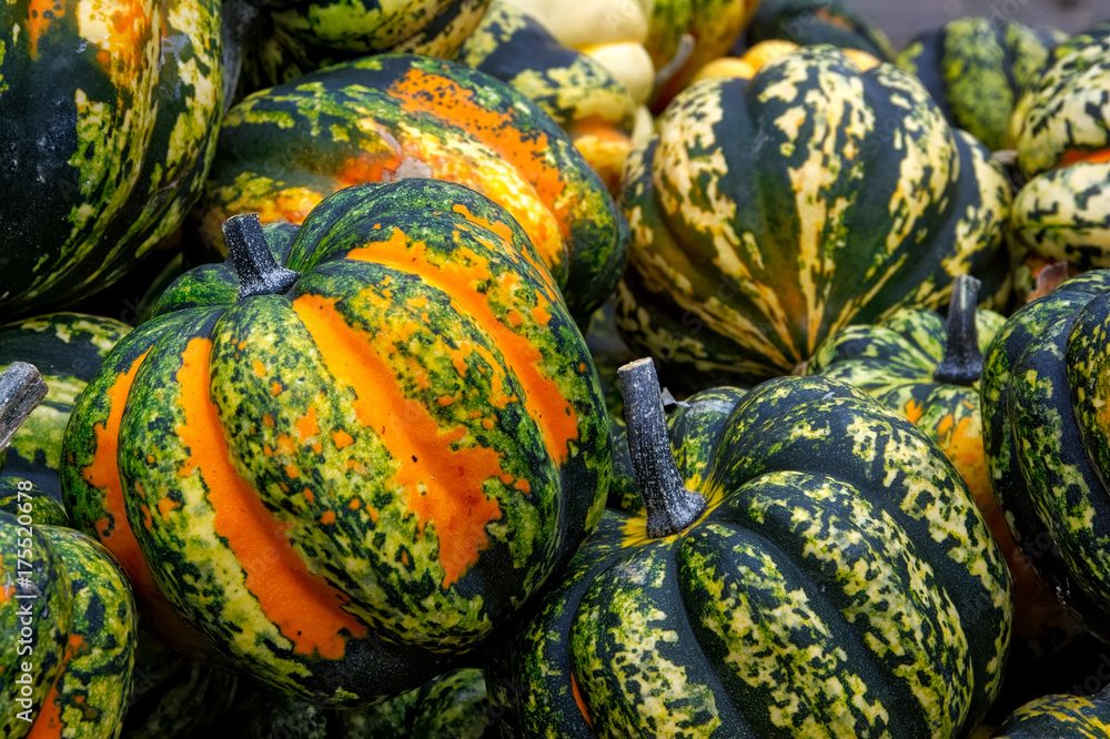 Orange Green Spotted Pumpkin Group Closeup Texture Crate Organic Fall Autumn Decoration