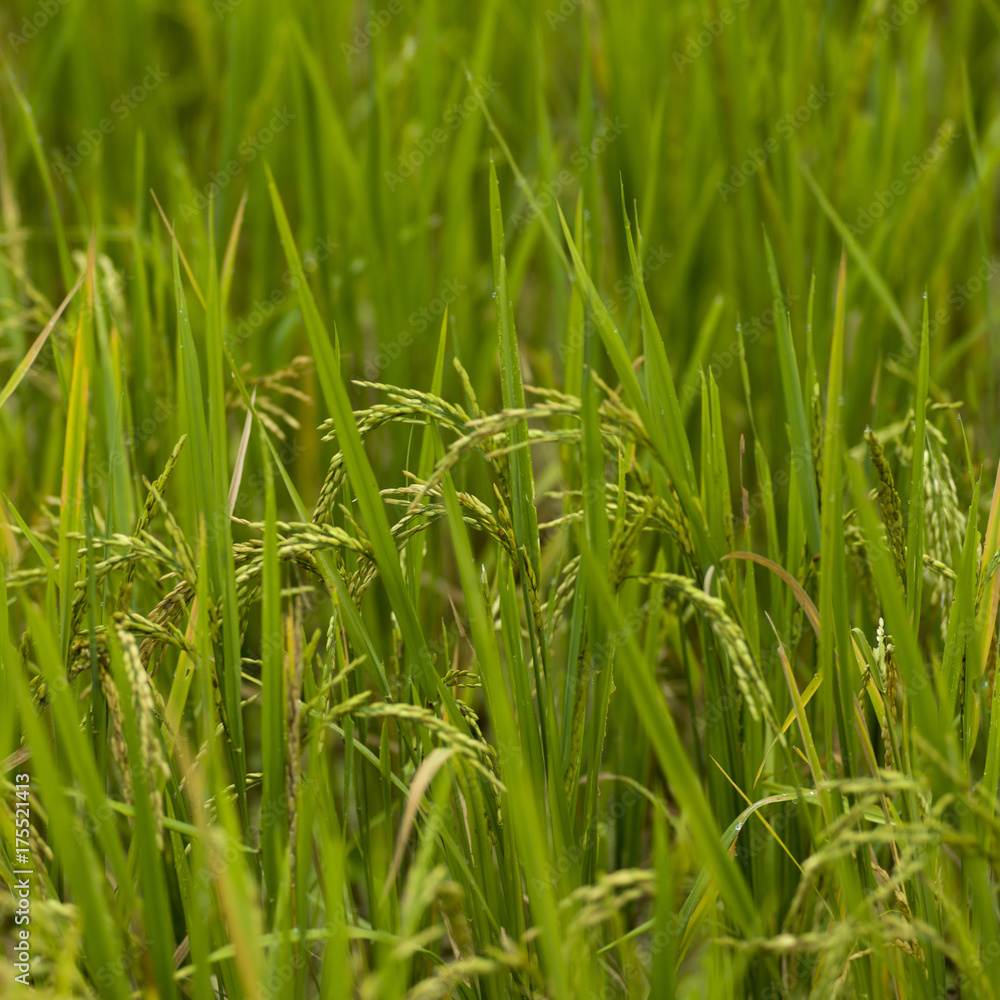 Close-up of rice crop growing in field, Kamu Lodge, Ban Gnoyhai, Luang Prabang, Laos Close-up of rice crop growing in field, Kamu Lodge, Ban Gnoyhai, Luang Prabang, Laos