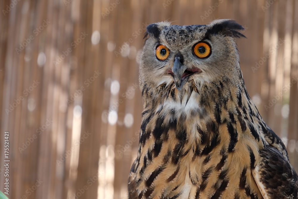 Owl Staring Owl Staring