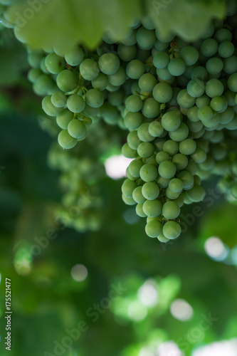 Sweet green grapes