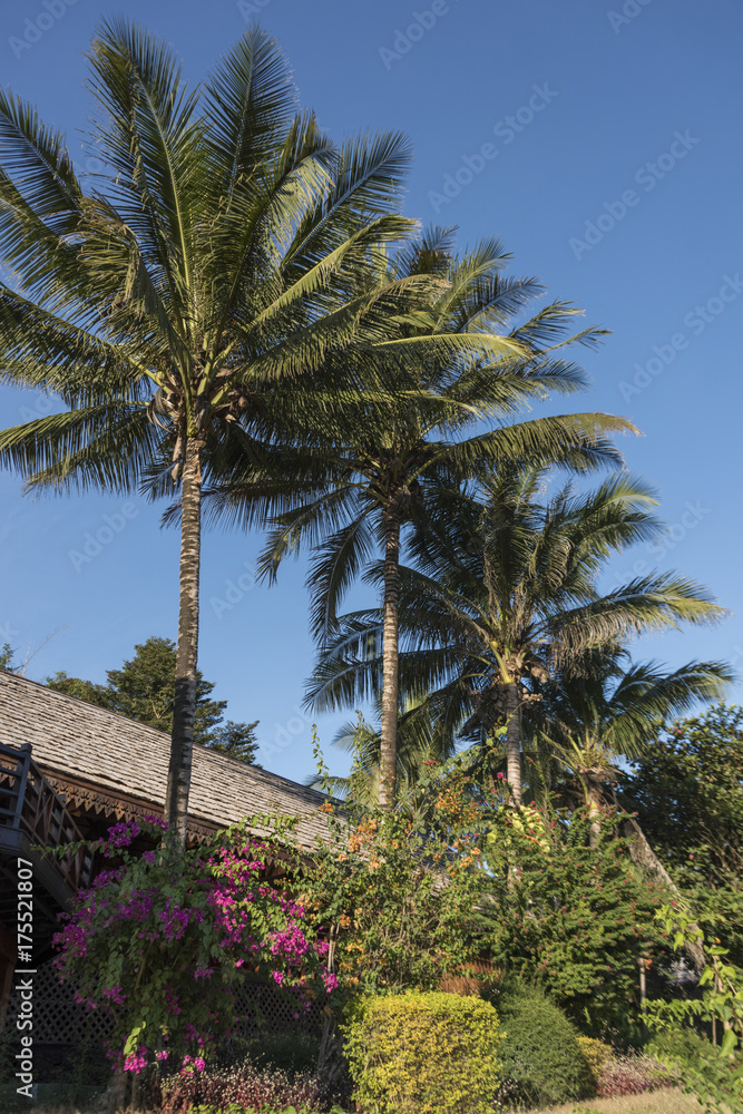 Low angle view of palm trees, Oudomxay Province, Laos
