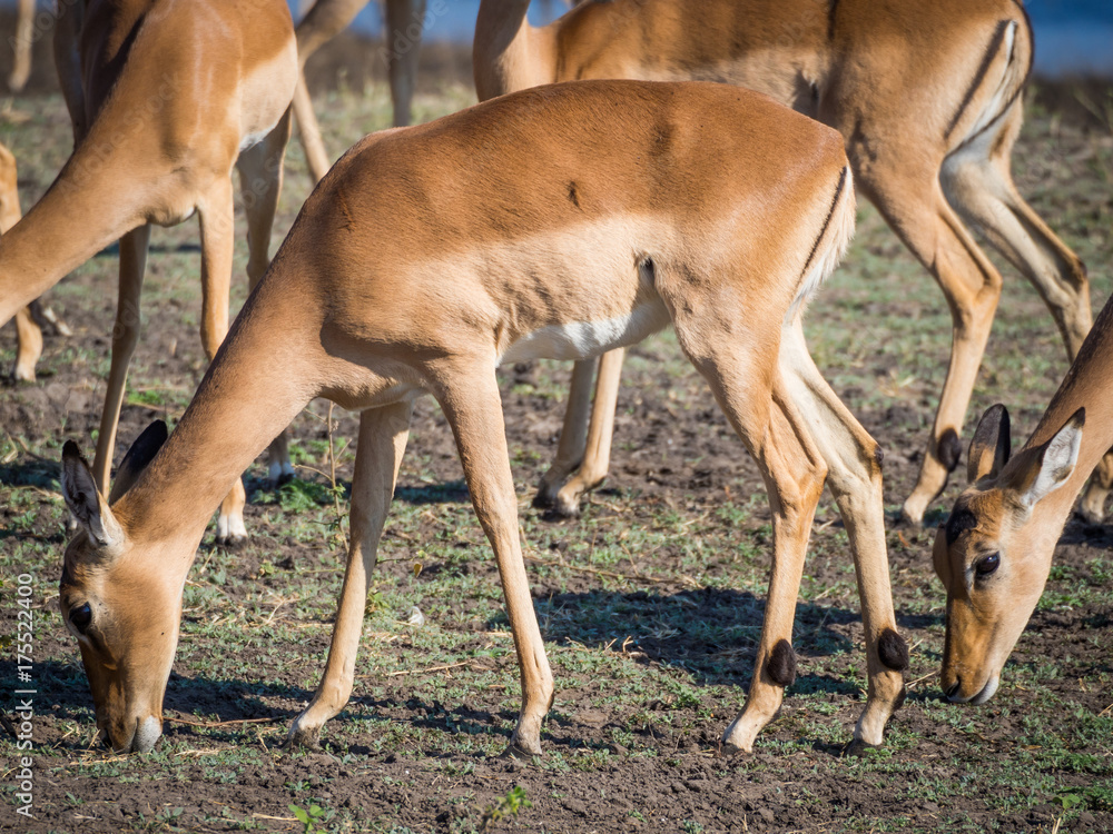 Group of impala antelopes feeding and grazing in front of Chobe River, Chobe National Park, Botswana, Africa Group of impala antelopes feeding and grazing in front of Chobe River, Chobe National Park, Botswana, Africa