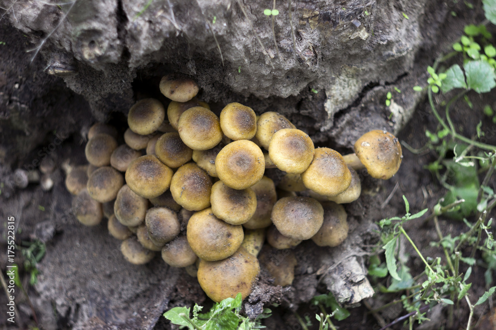 Honey fungus (or Armillaria) on stump, mushrooms in forest Honey fungus (or Armillaria) on stump, mushrooms in forest