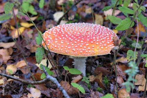 Amanita muscaria mushrooms in a natural forest environment.Red toadstool on a forest background.