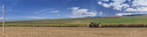 Harvesting of Sugar Cane field with combine in Brazil - Panoramic View