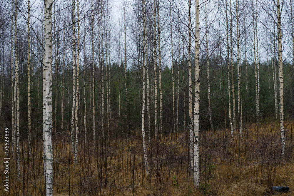 White, green and orange colours of the autumn forest White, green and orange colours of the autumn forest