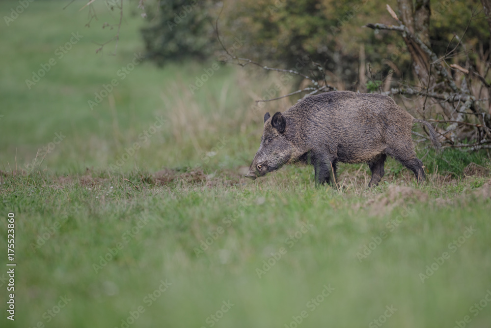 Wild boar appears from the bush Wild boar appears from the bush