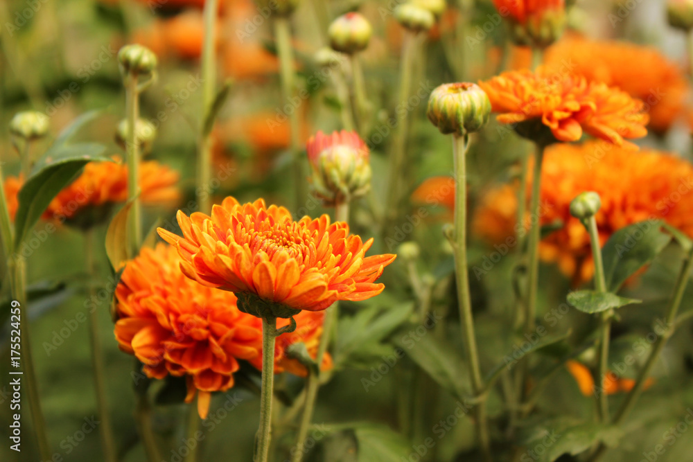 Orange mums - autumn flowers-bushes in the garden background. Many small flowers