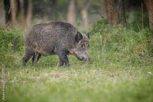 Large male boar