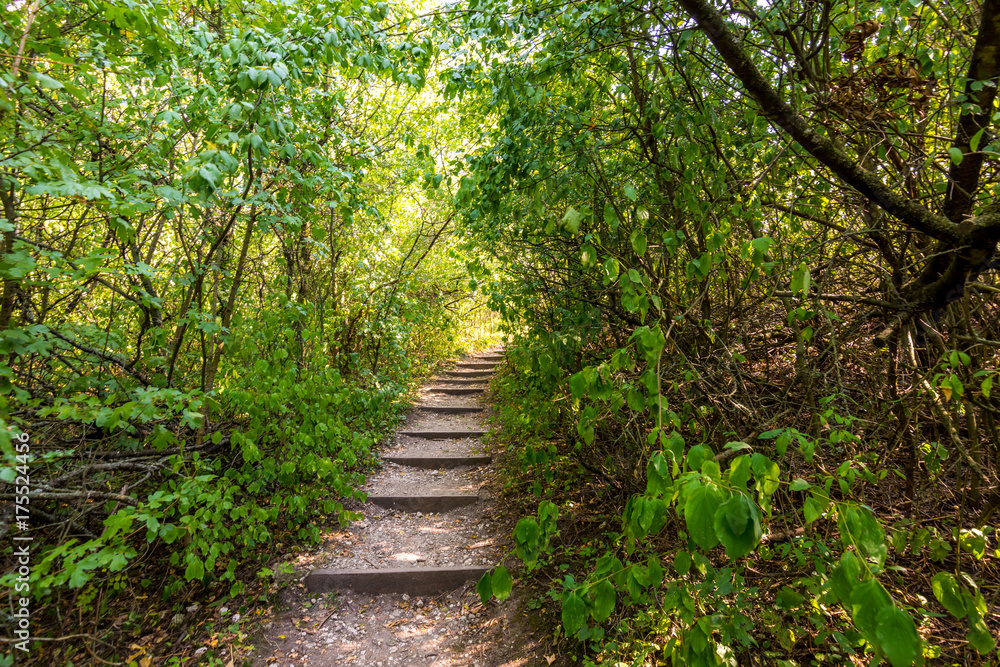 Path in the forest in national park, green trees Path in the forest in national park, green trees