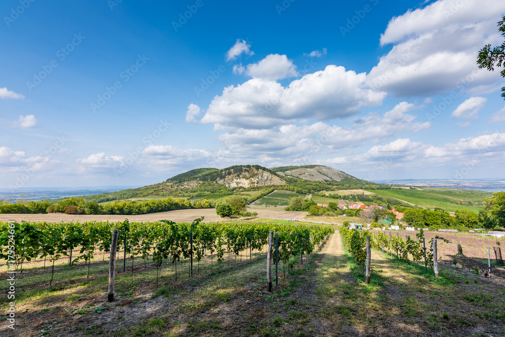 Vineyard at Palava at czech republic, national park, wine and agriculture, summer sky with white clouds