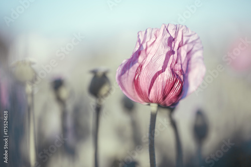 Fototapeta samoprzylepna Kwiaty bzu maku