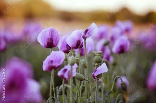 Tableau sur toile Lilac Poppy Flowers
