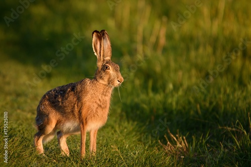European hare stands in the grass and looking at the camera