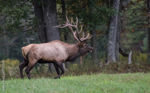 Bull Elk © Harry Collins