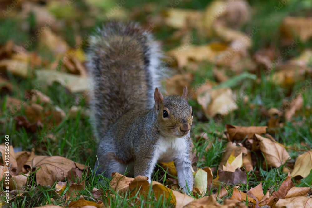 Grey squirrel in autumn park, telephoto Grey squirrel in autumn park, telephoto