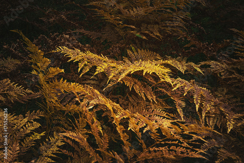 Fern leafes in orange and b...