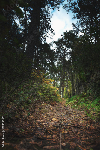 Forest trail at low angle v...