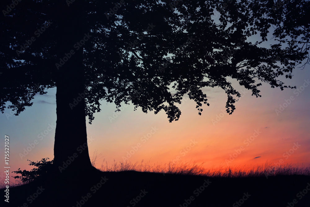 Silhouette of tree in bright sunset light Silhouette of tree in bright sunset light