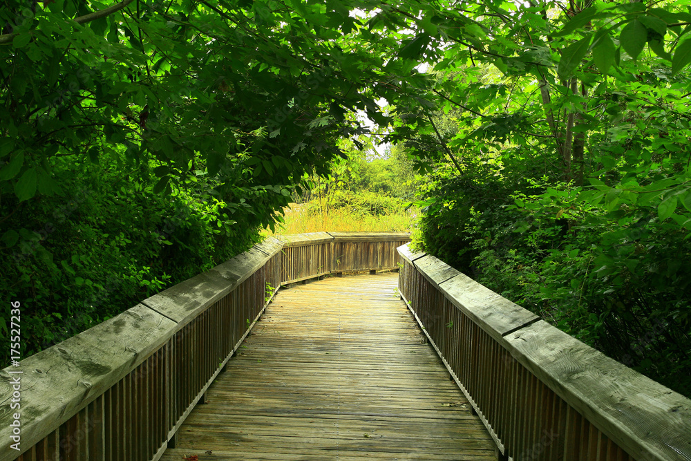 a picture of an Pacific Northwest forest trail