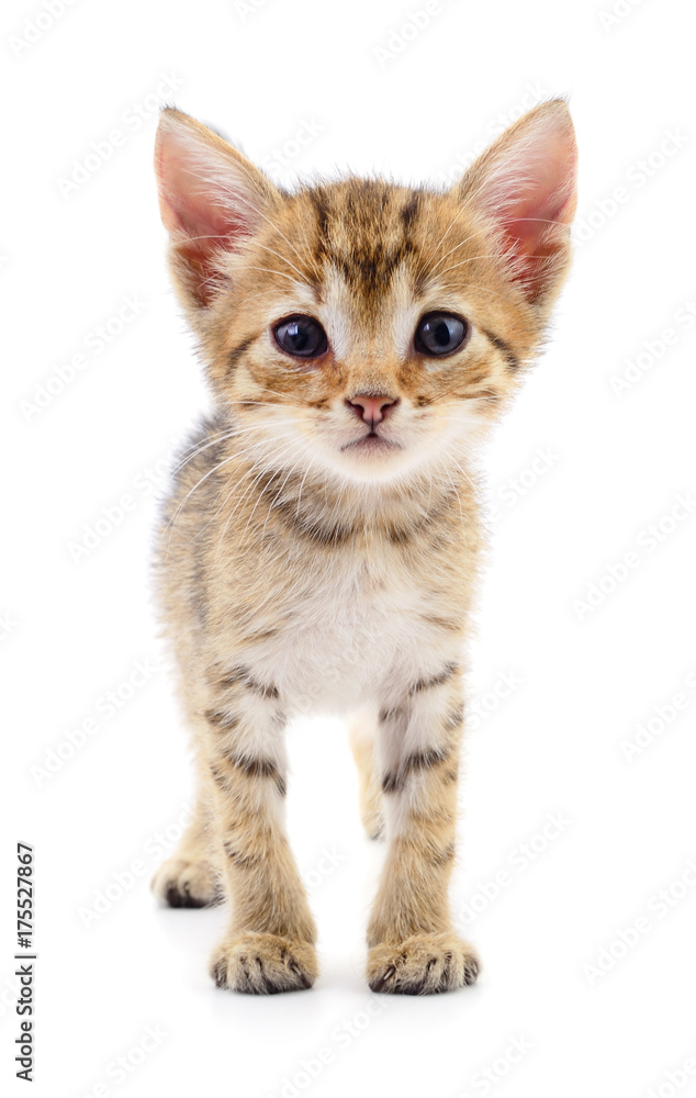 Small brown kitten.