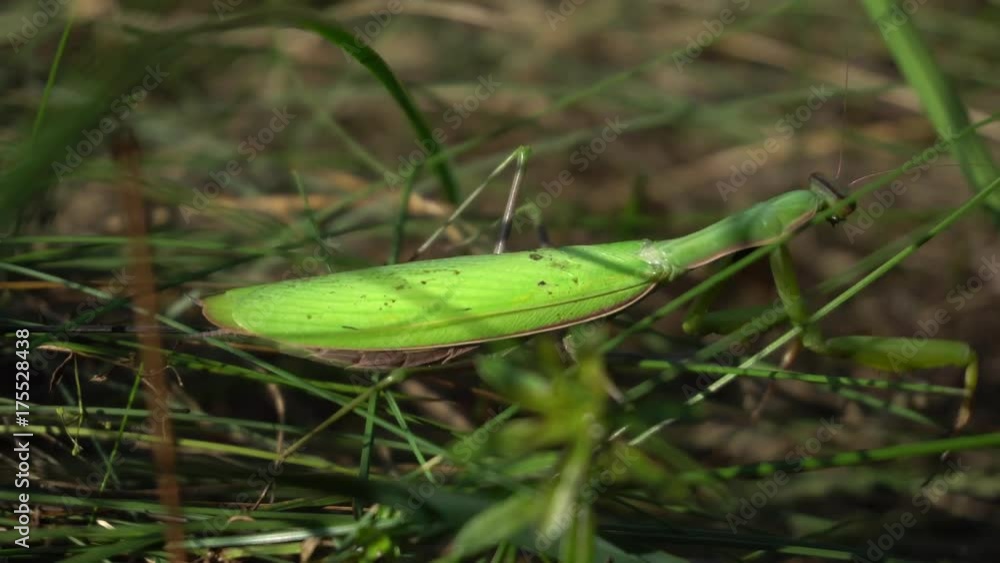 Praying Mantis In Grass Praying Mantis In Grass