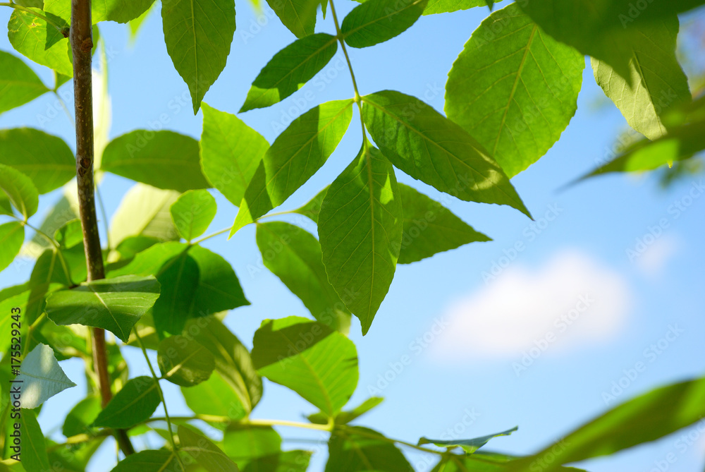 Branches with green foliage against the background of the blue cloudy sky Branches with green foliage against the background of the blue cloudy sky