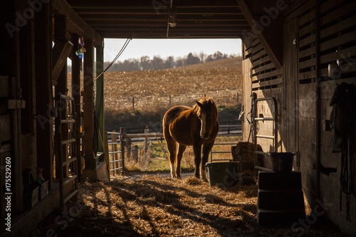 Horse standing in barn