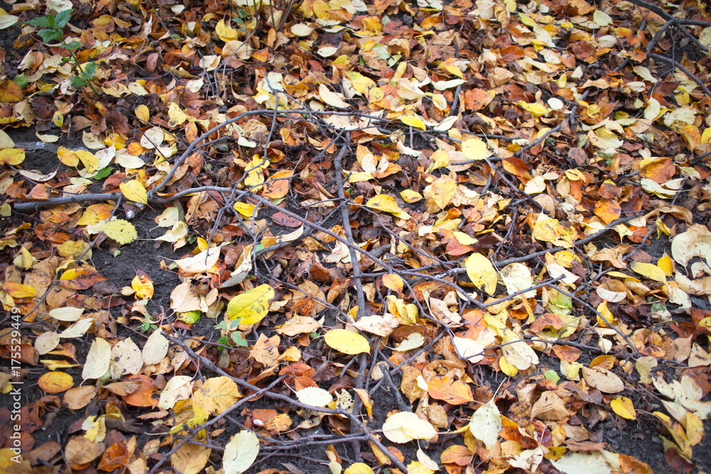 fallen leaves on the ground fallen leaves on the ground