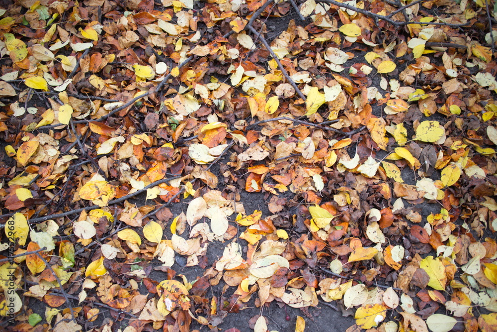 fallen leaves on the ground fallen leaves on the ground