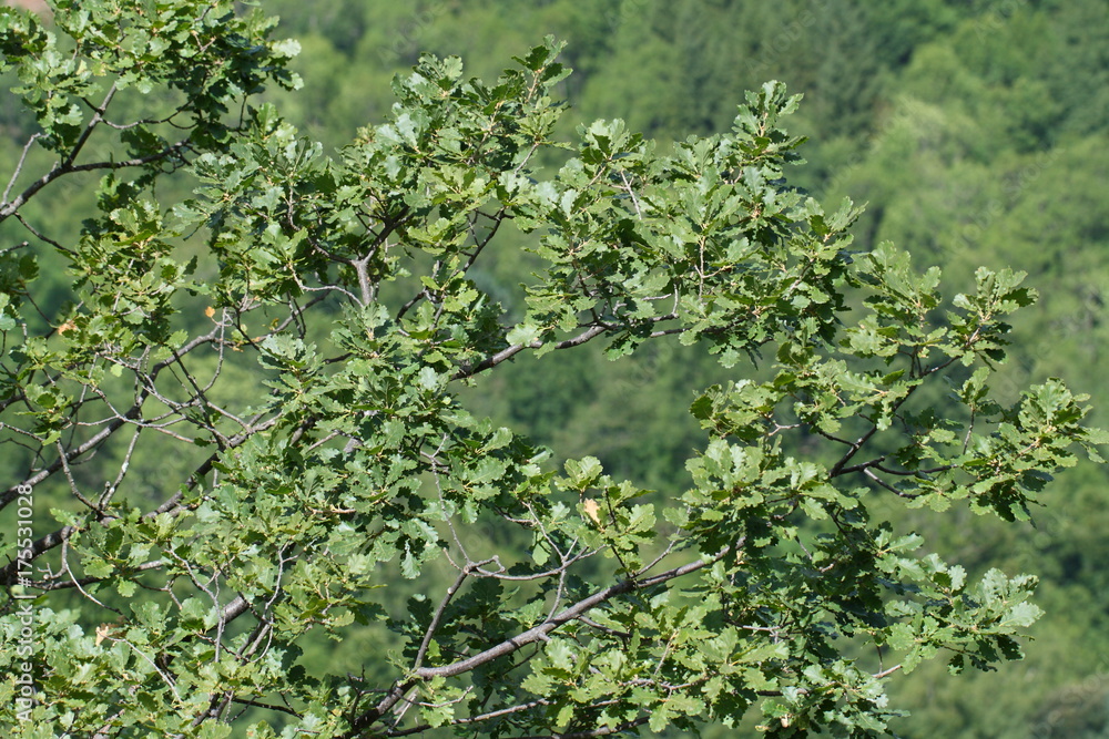 foliage and branch of downy oak or pubescent oak tree in spring, Quercus pubescens foliage and branch of downy oak or pubescent oak tree in spring, Quercus pubescens