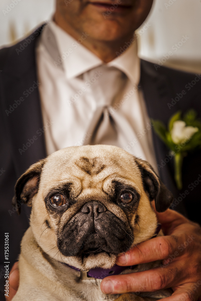 Cane Carlino Cane Carlino