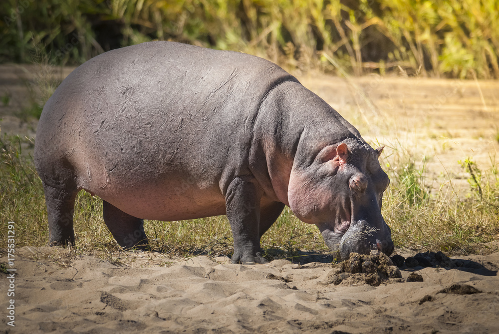 HIPPOPOTAMUS AMPHIBIUS, South Africa